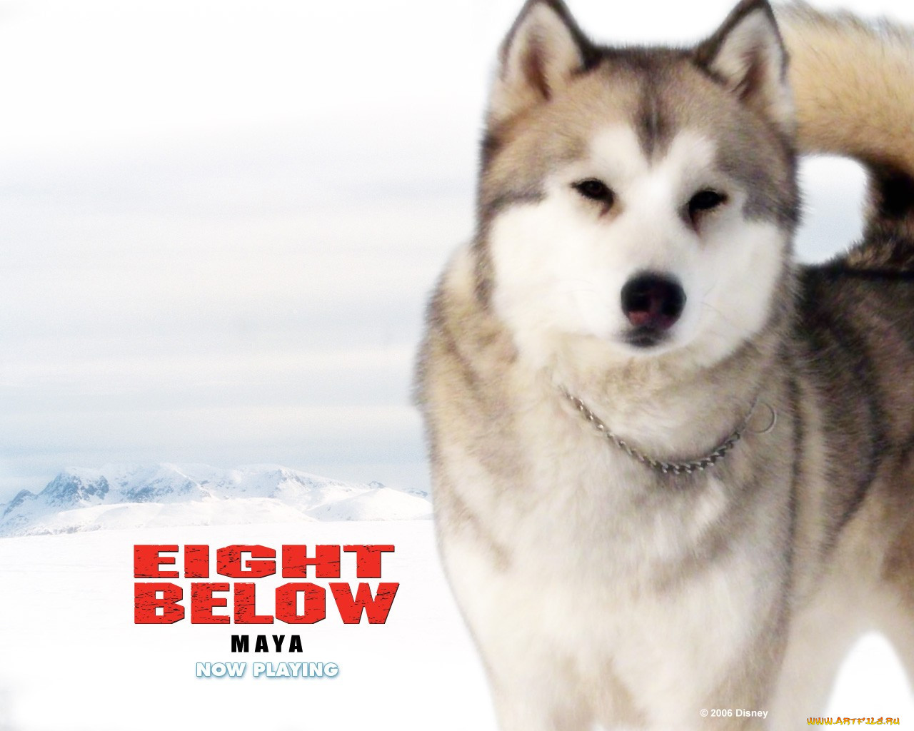 Белый поен. Белый плен (eight below) 2006. Белый плен Дьюи. Белый плен собака Майя.